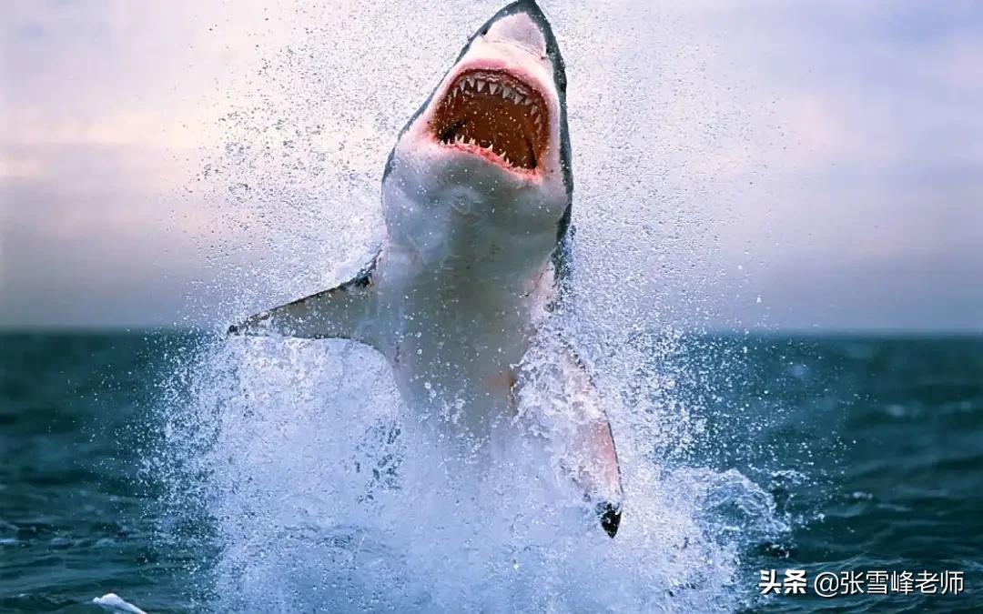 被蜜蜂蛰了获得超能力,盘点人类被蜜蜂蜇