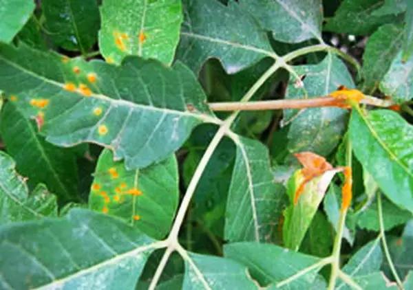 牡丹病最佳治疗方法,牡丹鹦鹉的病害和治疗方法