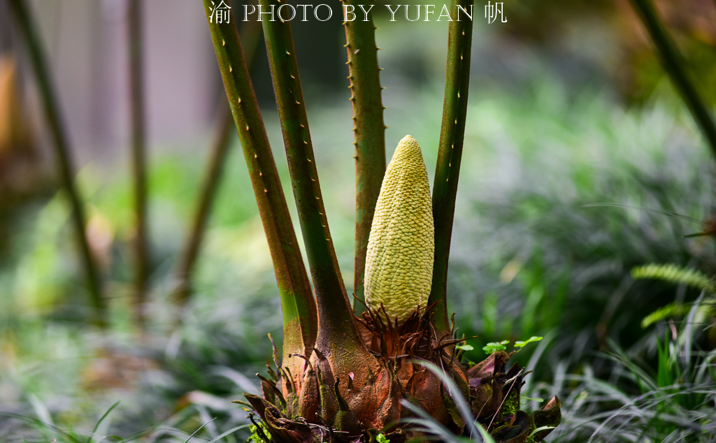 罕见万年铁树开花了,苏铁园千年铁树图片