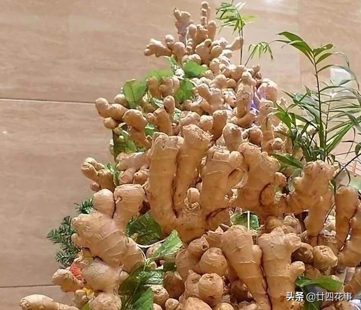 种生姜方法在家阳台,家里阳台种生姜的方法