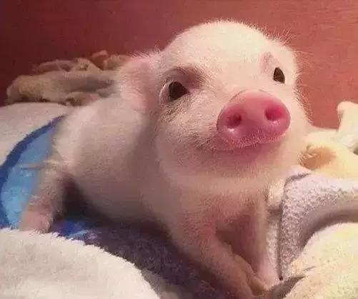 本命年红绳可以左右手都戴吗,本命年红绳戴哪只手女生