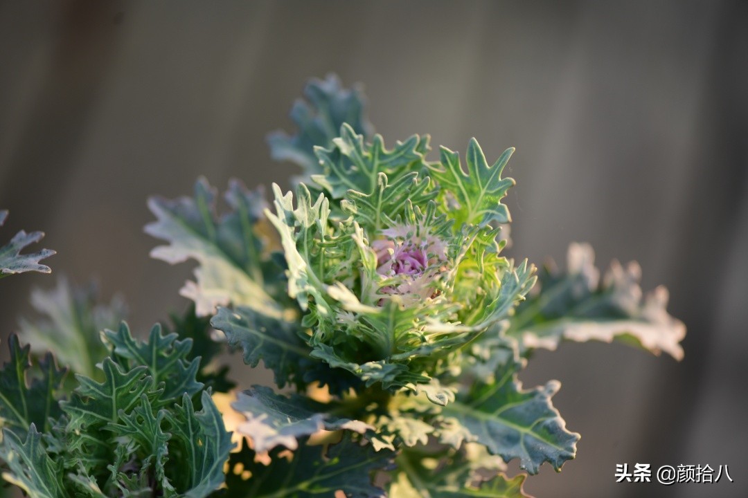 零下9度来袭，花园里的绿色是那么动人|园丁