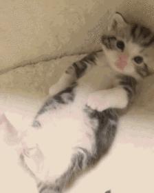 猫咪怀孕准备的东西全套,猫咪怀孕准备要生了有什么症状