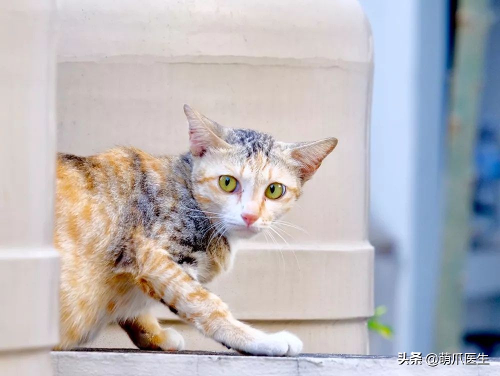 丧尽天良的黑心试剂盒，你们害死了多少猫