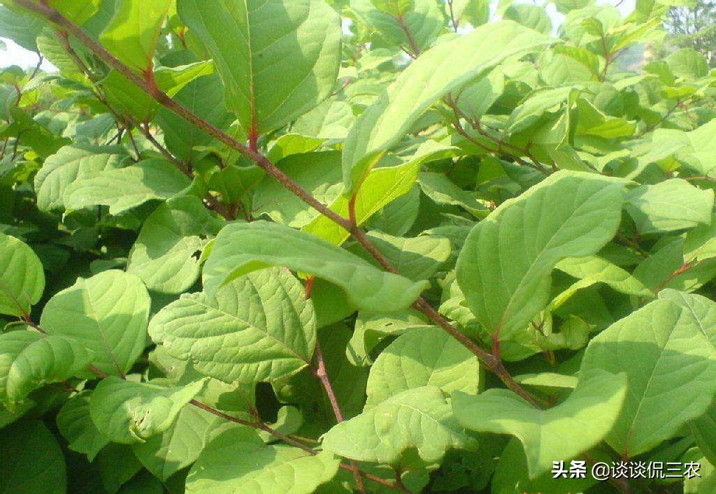 潮汕一种叫蛇总管的草药,蛇总管的别名