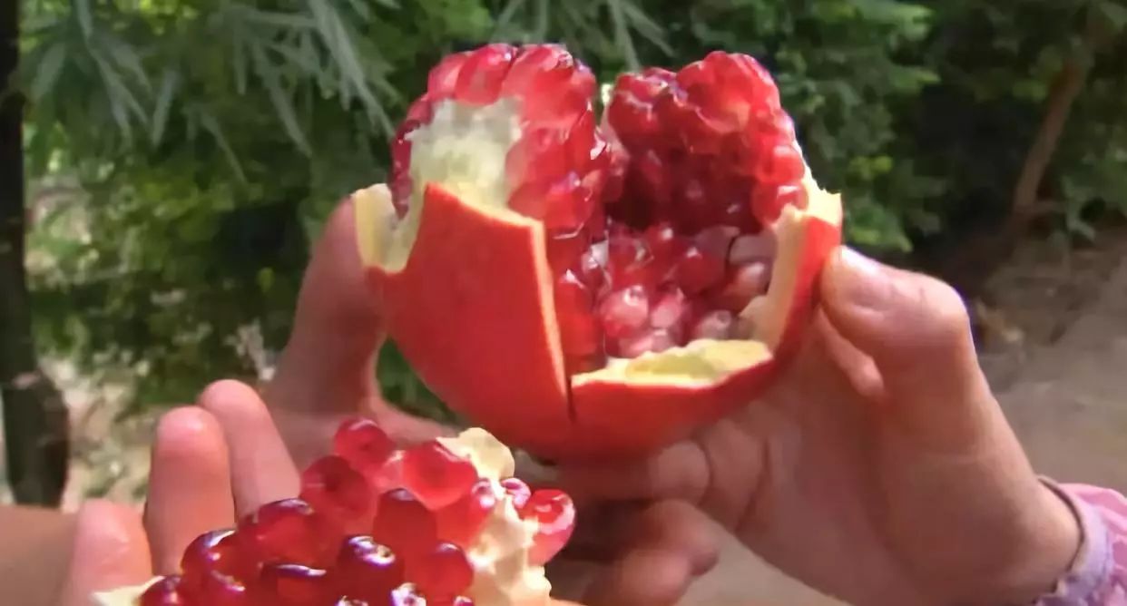 软籽石榴种植前景怎么样,收购软籽石榴种植方法