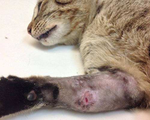 猫鼻子受伤怎么包扎,猫脚受伤了不敢落地