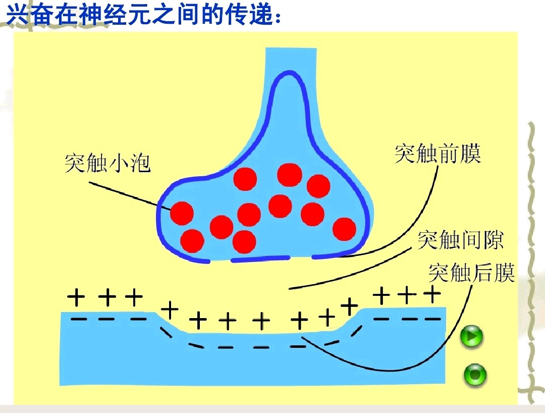高中生物神经调节与体液调节关系,高中生物兴奋的传导与传递