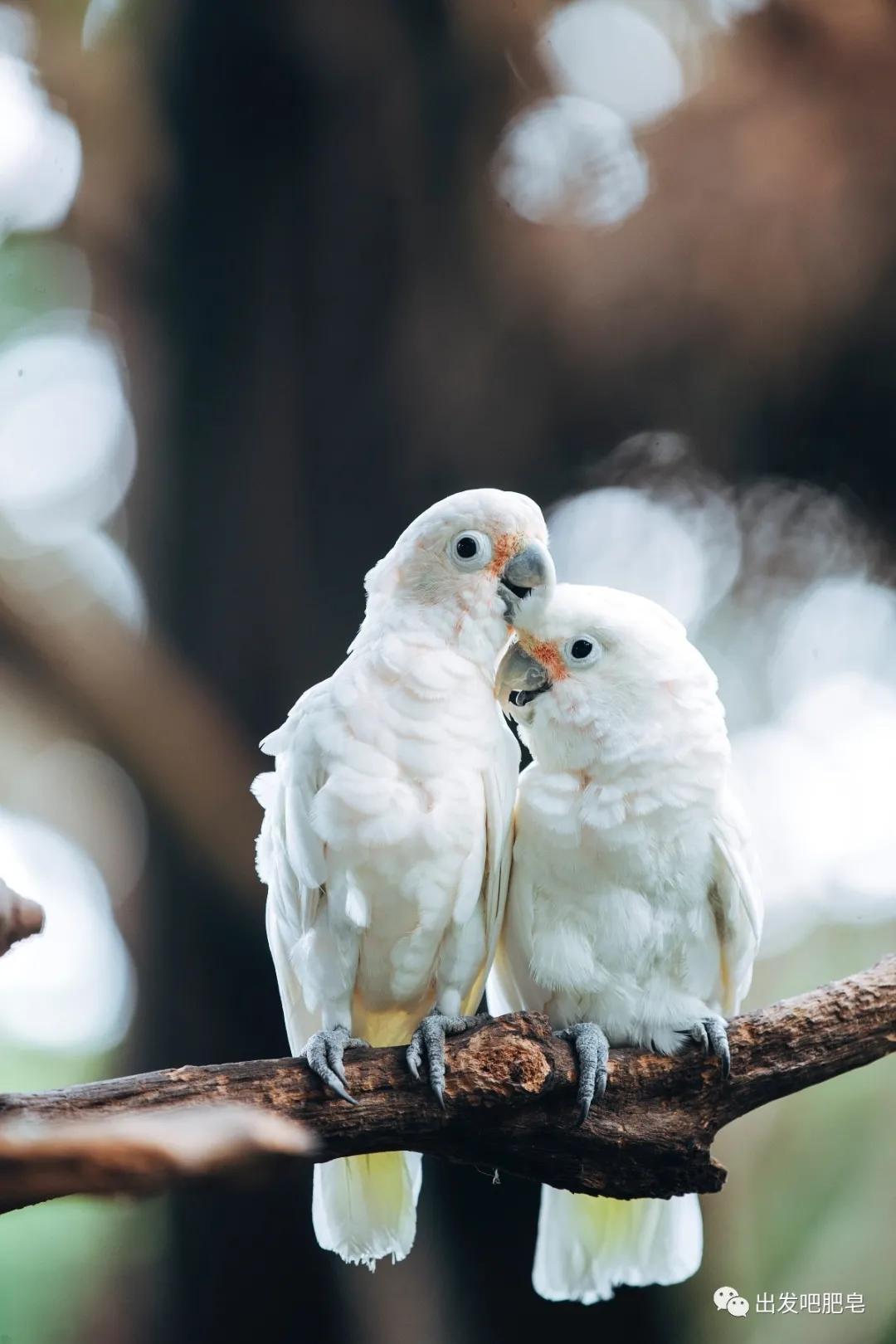 长隆飞鸟乐园长隆熊猫酒店怎么选,周一长隆野生动物园游玩攻略