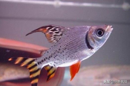 龙鱼为什么喜欢打斗,龙鱼喜欢打架