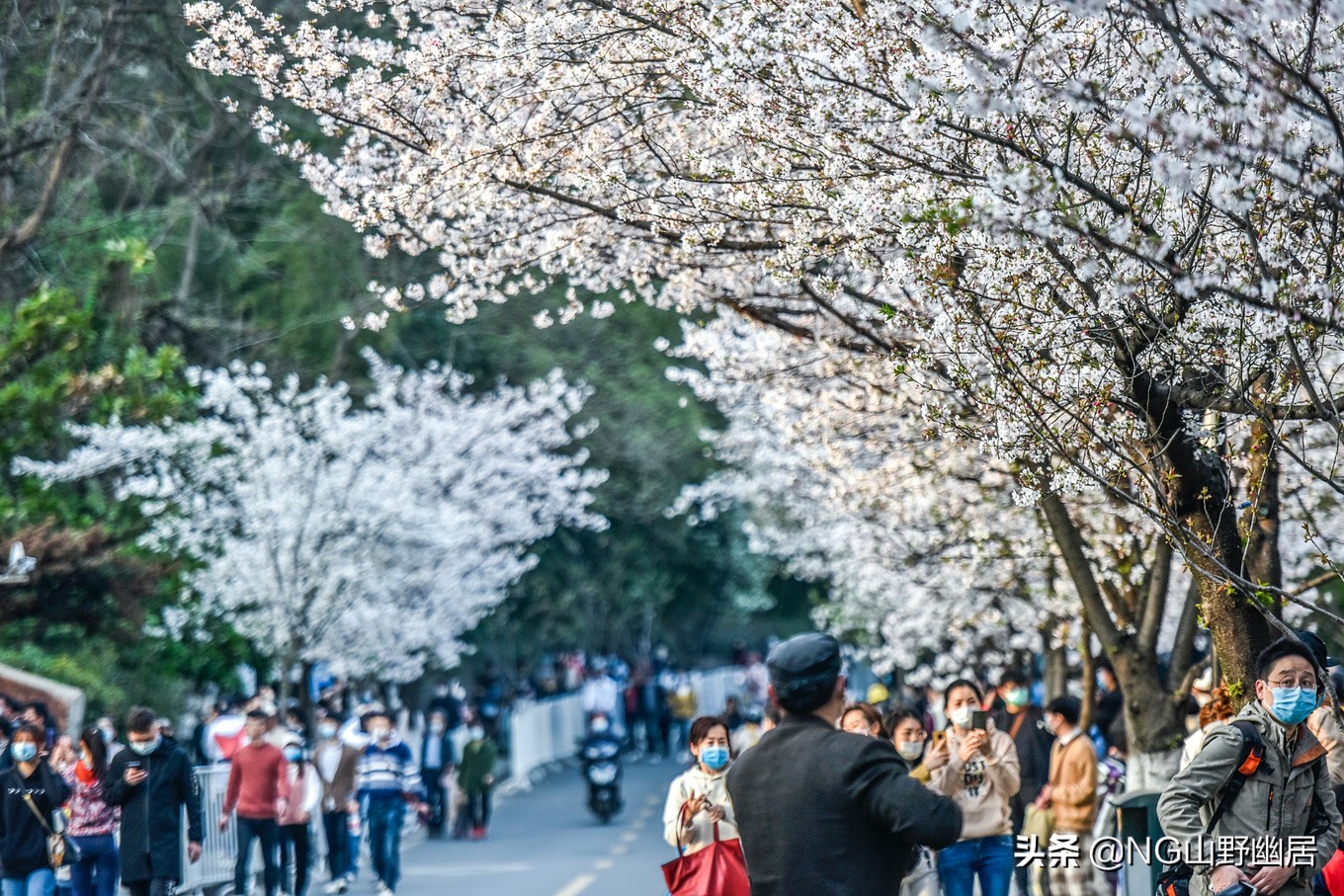 最美南京鸡鸣寺,春天南京鸡鸣寺樱花