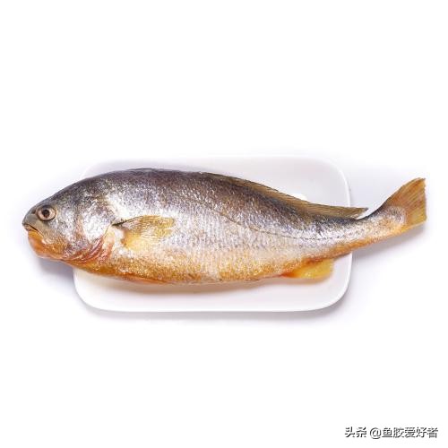 为什么鱼胶要那么贵,顶级鱼胶为什么那么贵