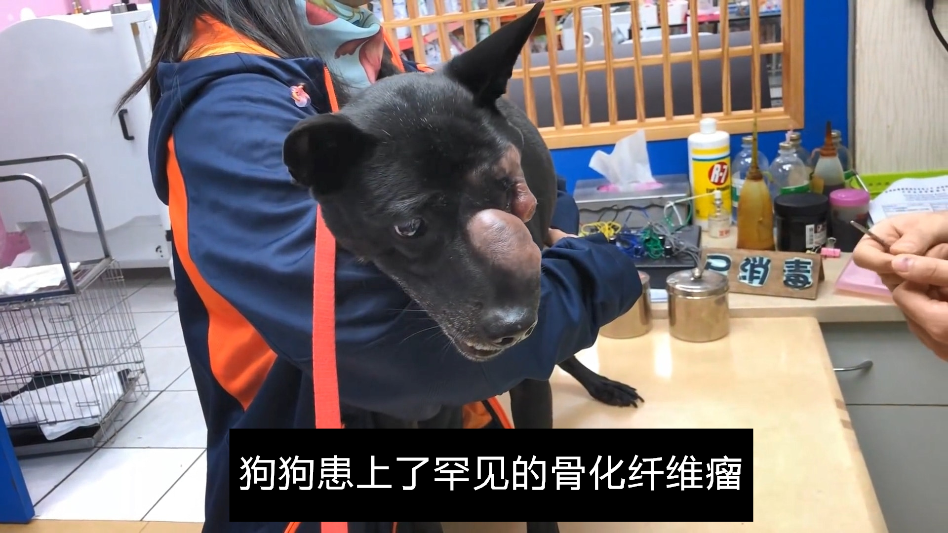 老狗得了恶性肿瘤怎么样维持生命,狗狗得了纤维瘤