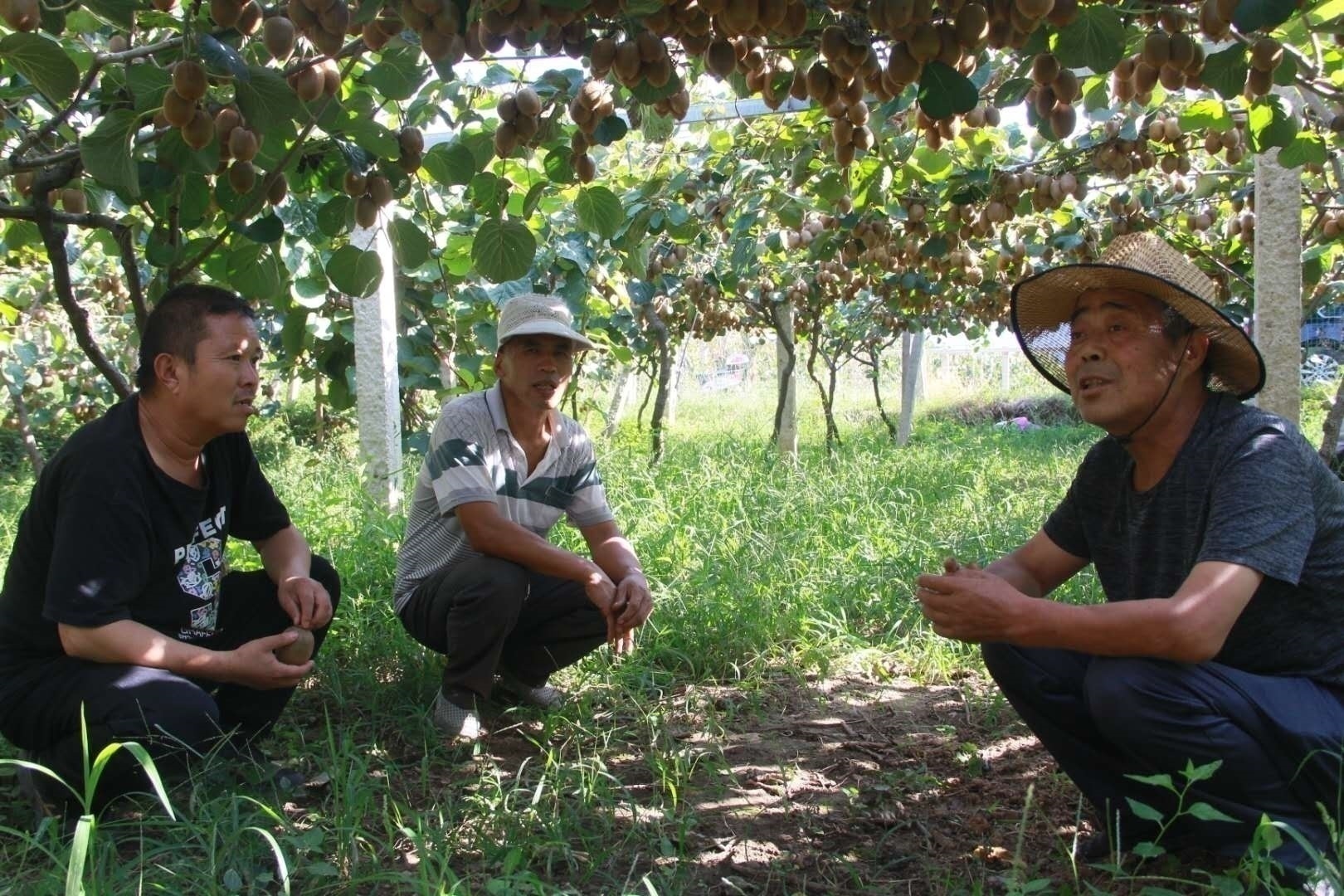 眉县猕猴桃电商企业,眉县国家级猕猴桃产业园物流