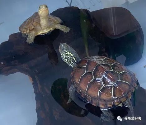 加温养龟长得快吗,小龟怎么养才能长得好