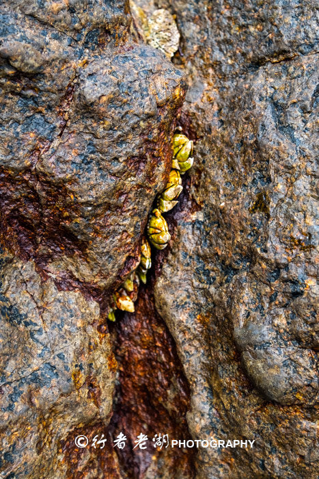 这个荒岛超多海胆和鲍鱼，但不能抓只能看，登岛还必须入境香港