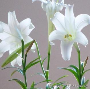 百合里面最香的品种是哪个,哪个品种的百合药用价值高