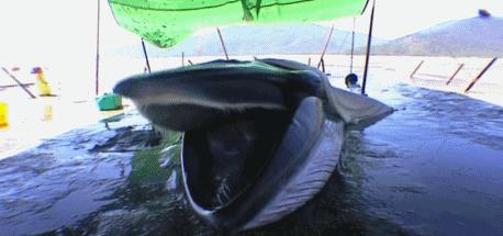 富二代人骨皮包的真实图片,人骨皮包真相曝光