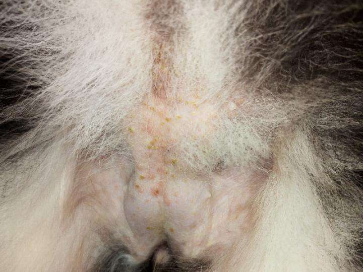 我家狗狗长“痘痘“了？你的一时疏忽可能让狗狗瘙痒难忍