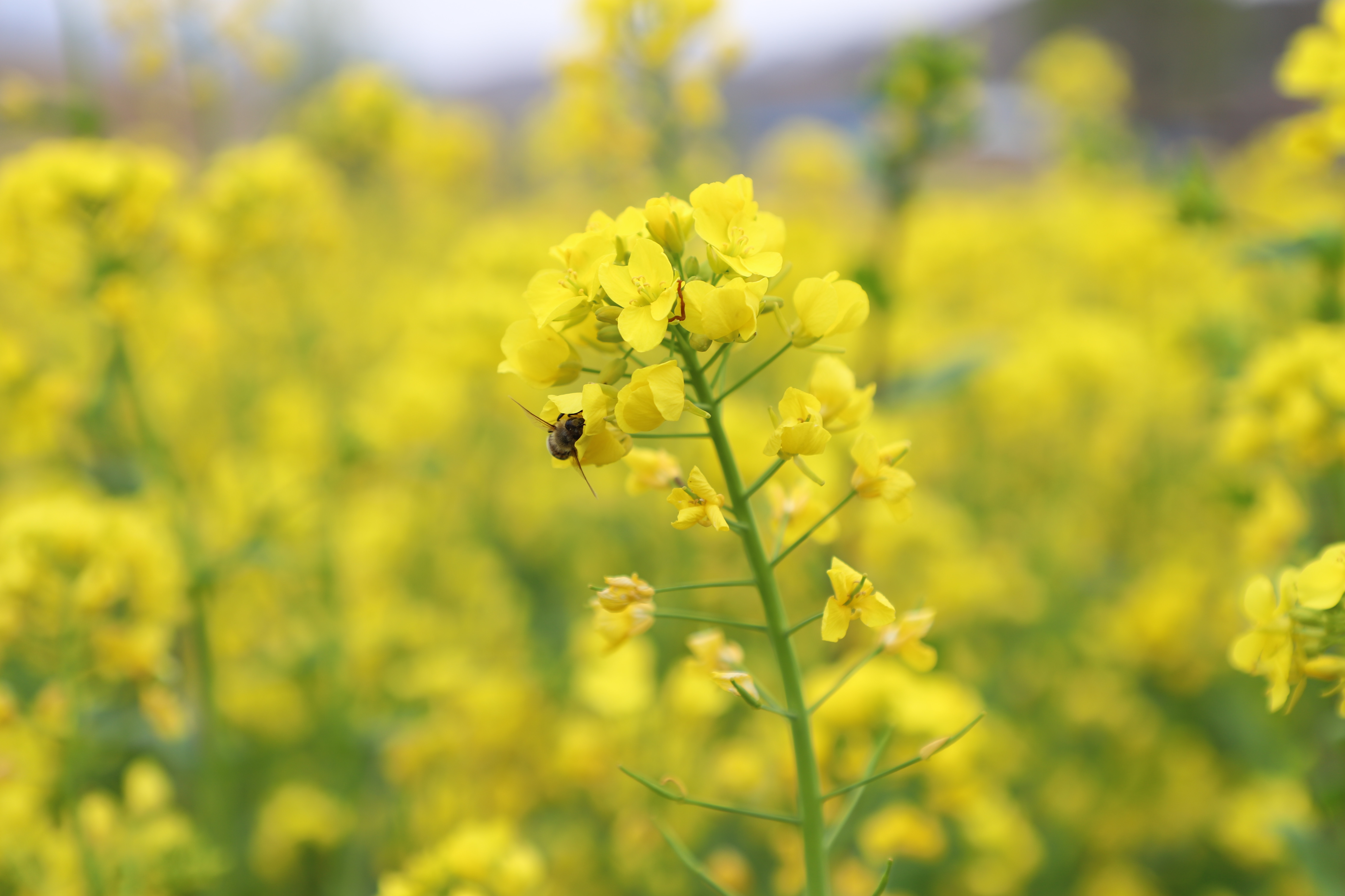 武山县油菜花旅游打卡地,天水武山滩歌油菜花海掠影