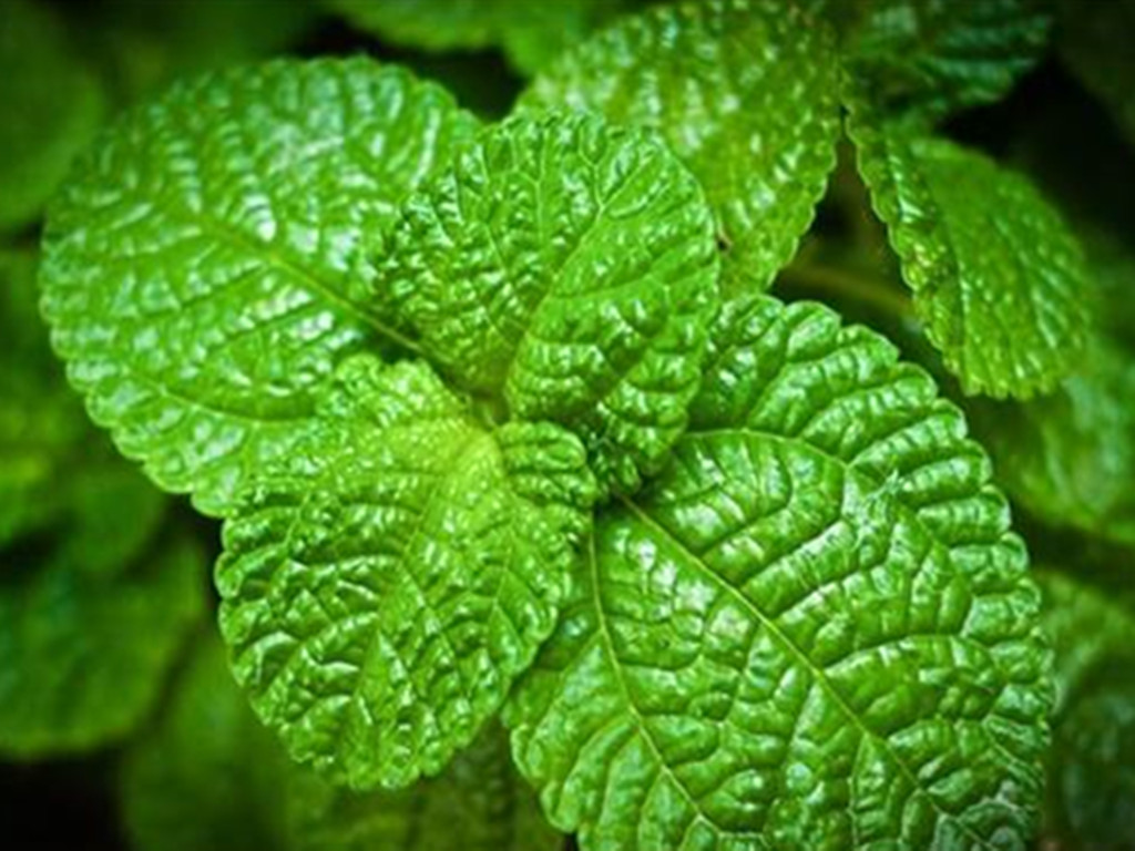 薄荷适宜什么方法繁殖,薄荷栽培和繁殖方法有哪些