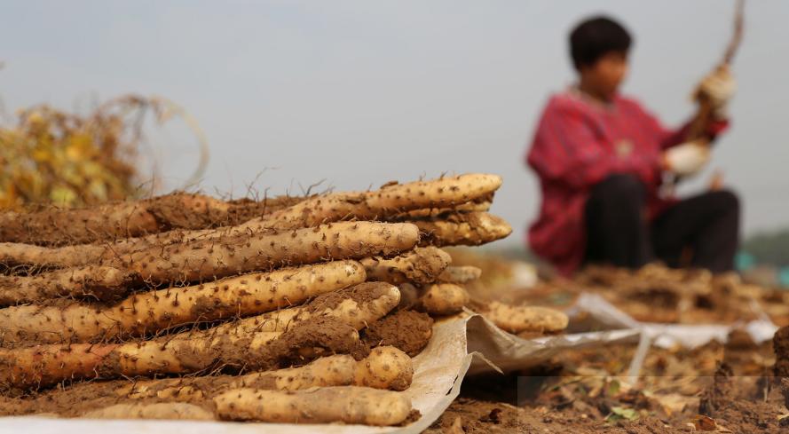 山药种植技术面面观,按这4点来种植,秋季山药结满地