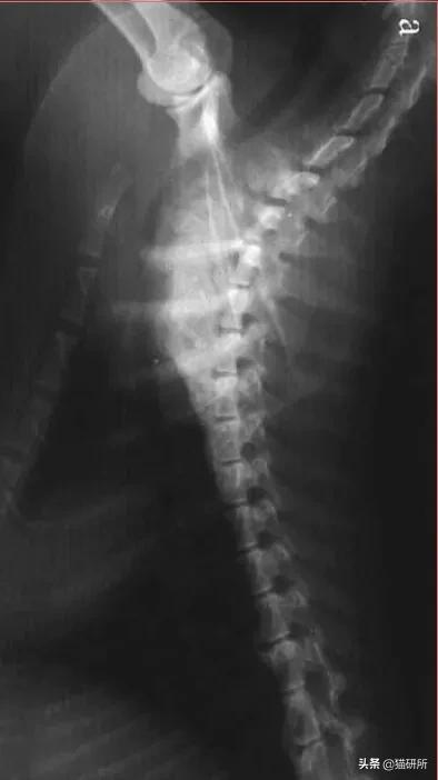 猫咪容易生病补充什么维生素,猫咪维生素a中毒症状是什么