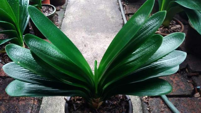 一叶君子兰苗用什么土栽种,君子兰一叶苗的养法