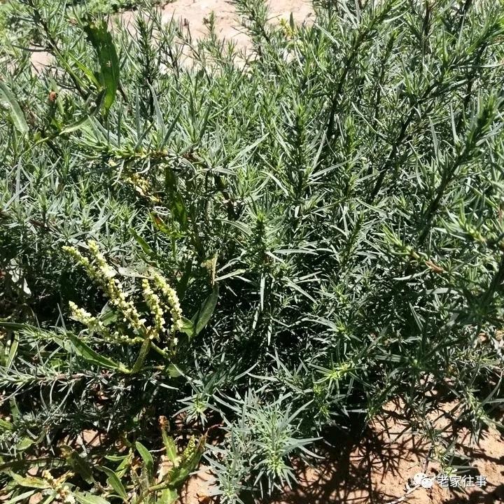 老家的印象和往事 (老家的印象介绍)