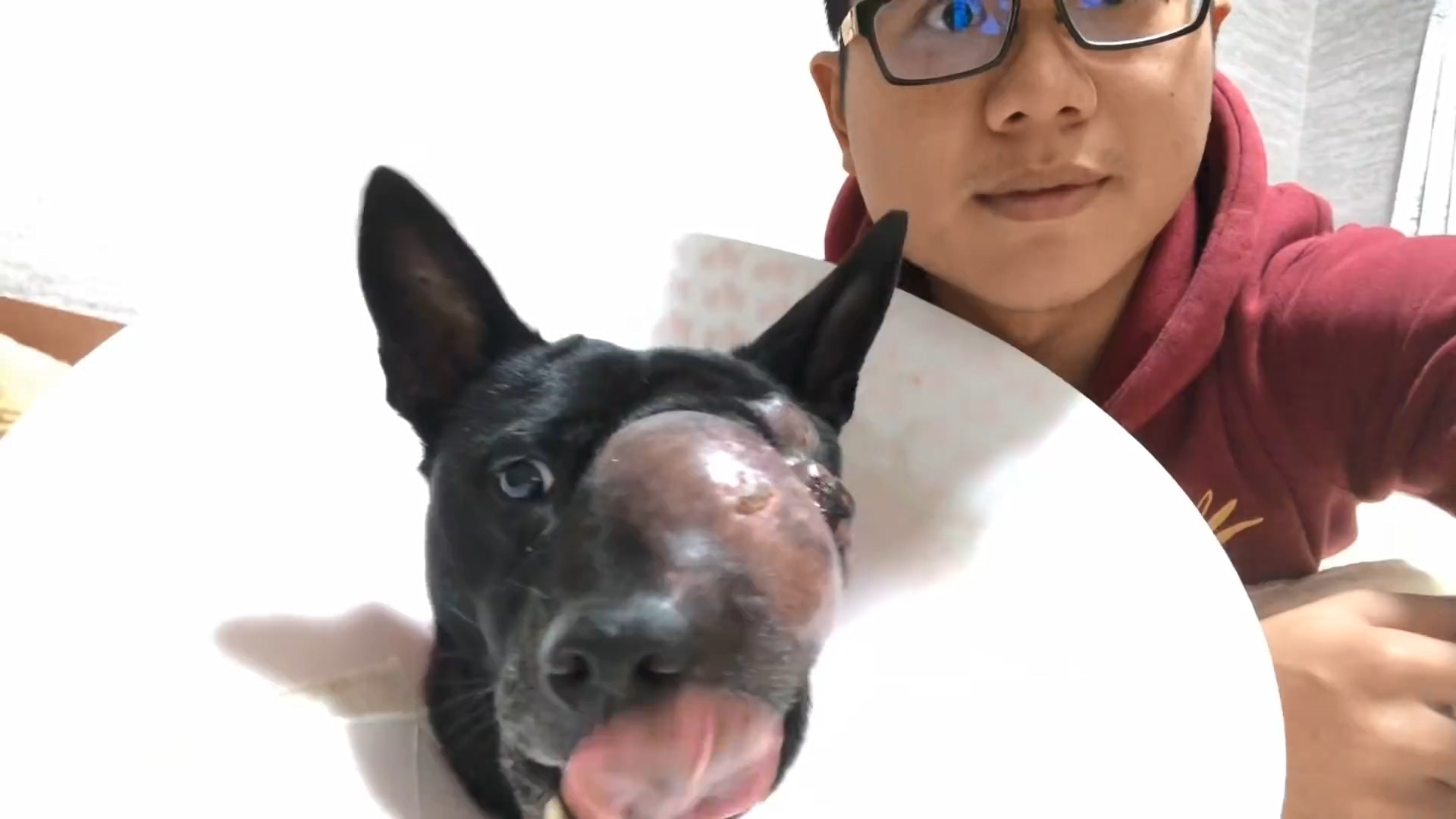 老狗得了恶性肿瘤怎么样维持生命,狗狗得了纤维瘤