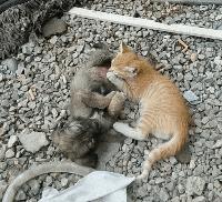 动图车贴搞笑,搞笑gif大哥你的驾驶室真拉风