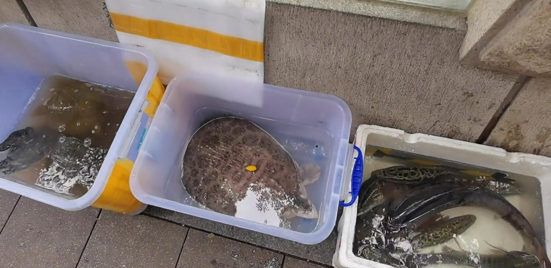 钓友钓鳖,野钓钓到野生老鳖