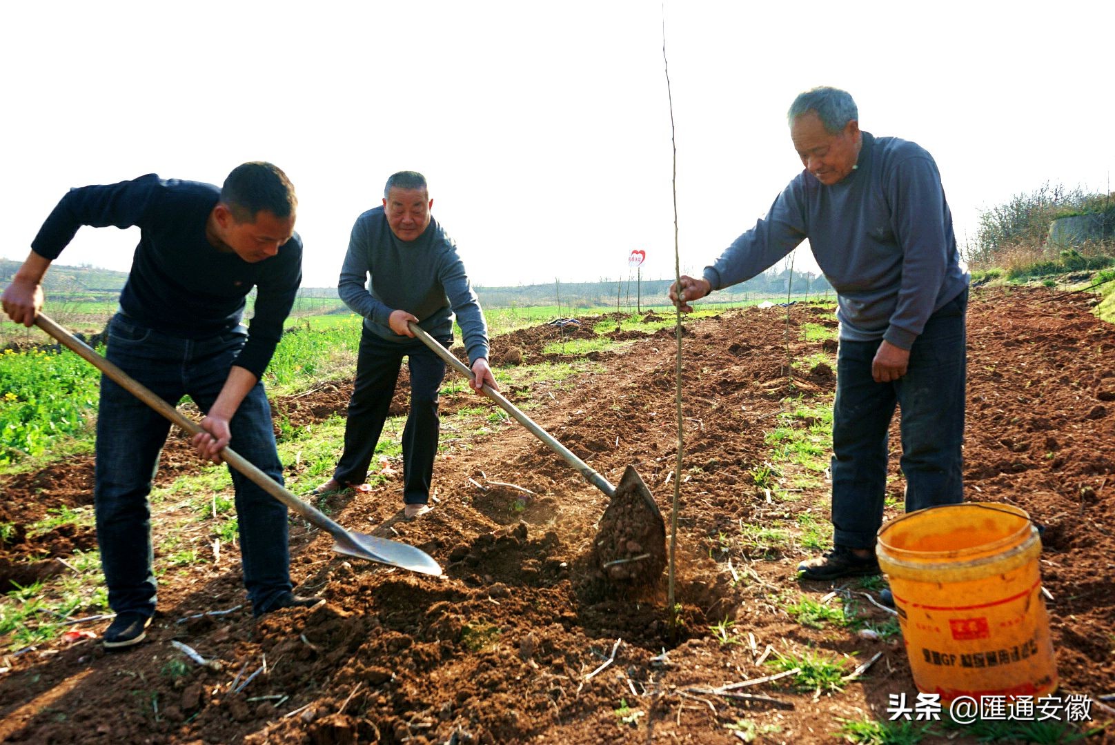 明光街道种下一片经果林 (明光街道产业发展铺就脱贫幸福路)