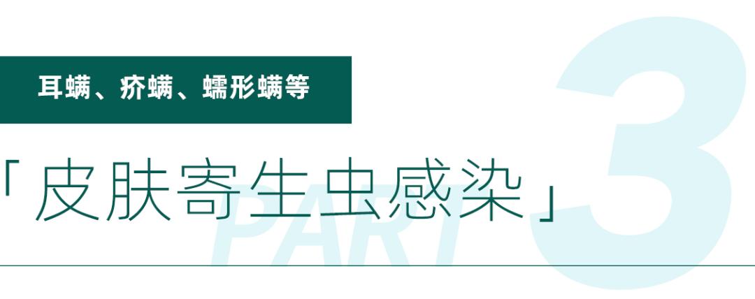 梅雨季节狗狗皮肤病怎么办,梅雨季猫癣症状