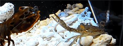 拳王二秒打出12拳,拳王一秒打五拳