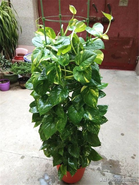 冬天办公室的绿萝要不要浇水,绿萝冬天烂根怎么处理