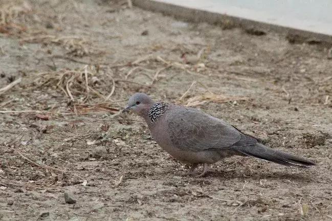 北方常见鸟类大全图片及名称,南大常见的鸟类有哪些