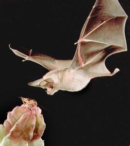 四大仙的民间故事,四大神话四大民间传说