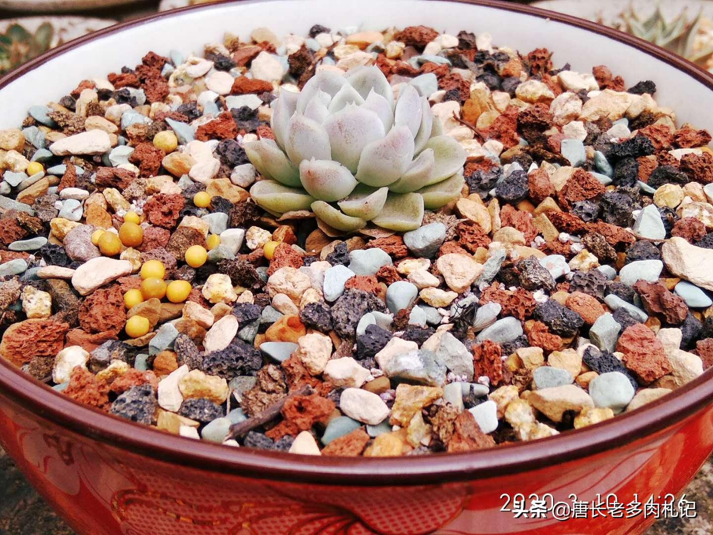 不透气的盆适合养什么植物,养多肉用陶瓷盆还是塑料盆