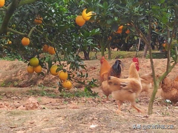 果园养鸡哪种最好,果园里面养鸡缺点