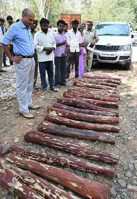 印度小叶紫檀骗局套路,印度小叶紫檀绝迹否