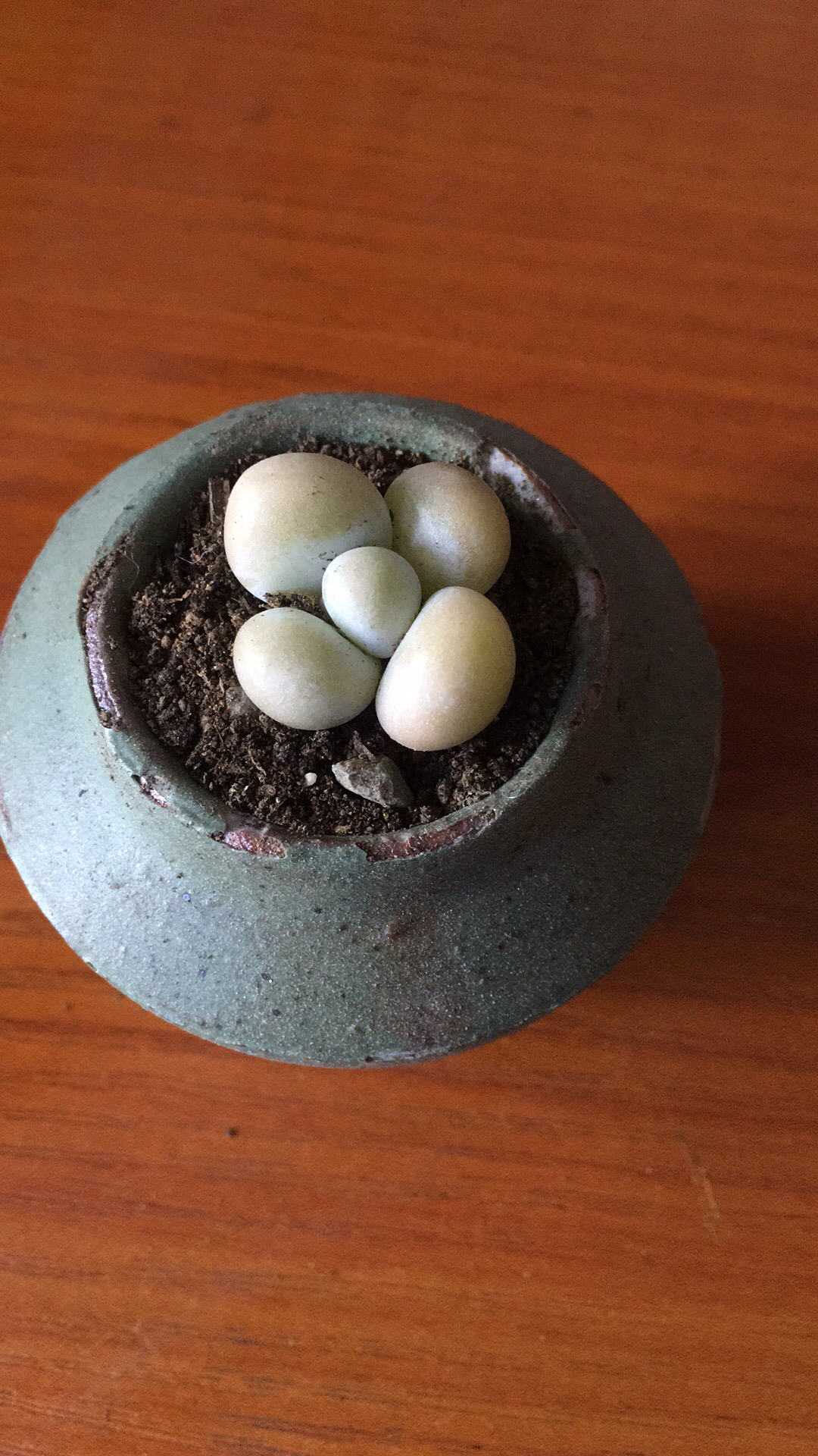 花盆排水孔堵塞的处理方法,花盆排水孔大怎么解决