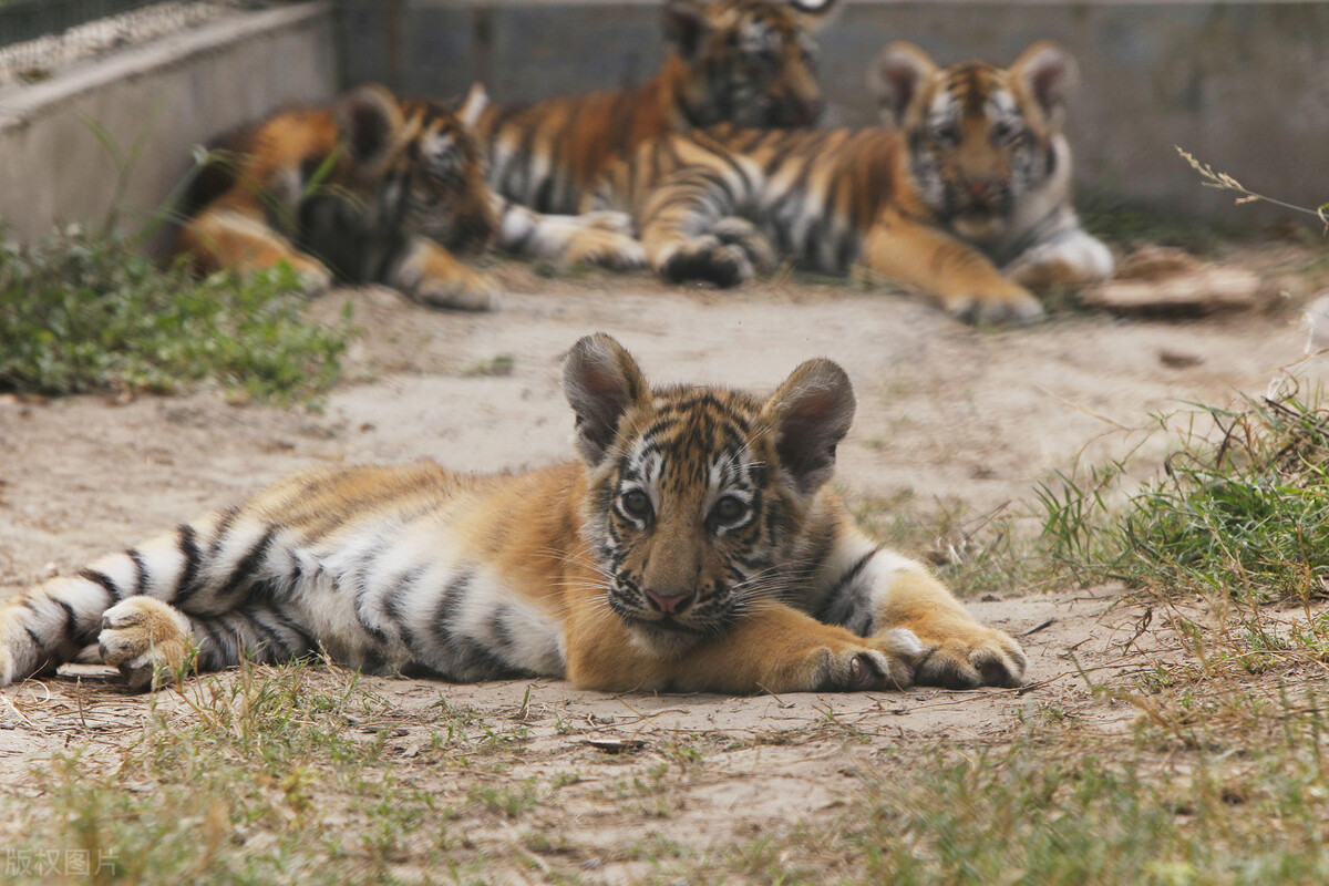 真正的野生老虎多可怕,为什么野生老虎处于危险中