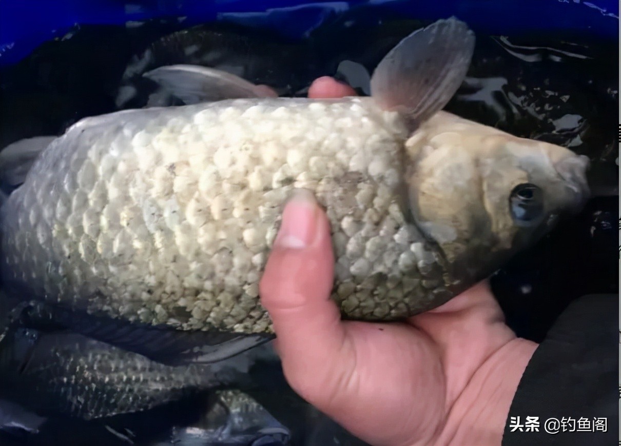 河里有很多大鲫鱼却非常不好钓,野河里的鲤鱼钓不到