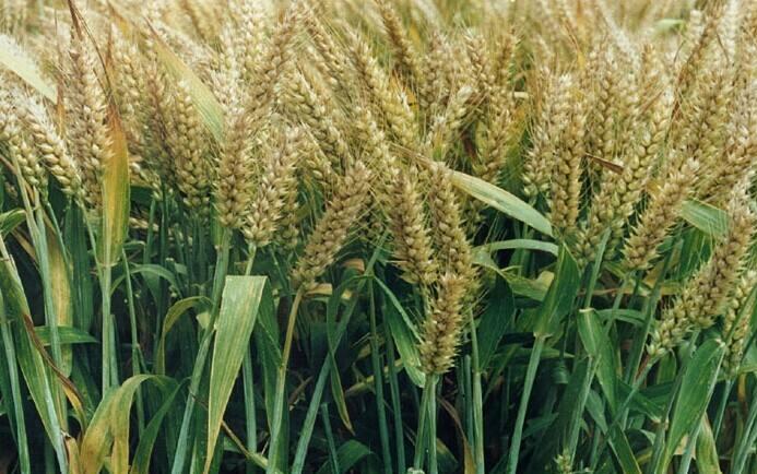 假如世界末日只能救一个人,假如末日来临你只能解救一个动物