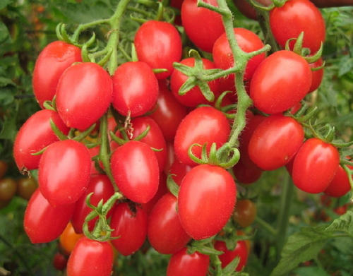 圣女果长得慢怎么办,圣女果怎么只长高不结果