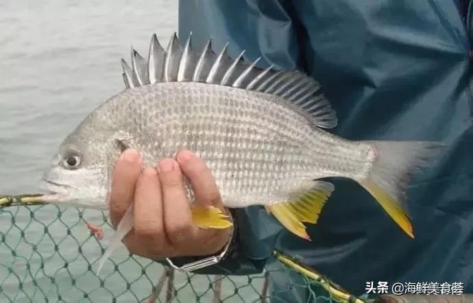 黄翅鱼如何分辨野生和养殖 (怎么看黄翅鱼是不是野生的)