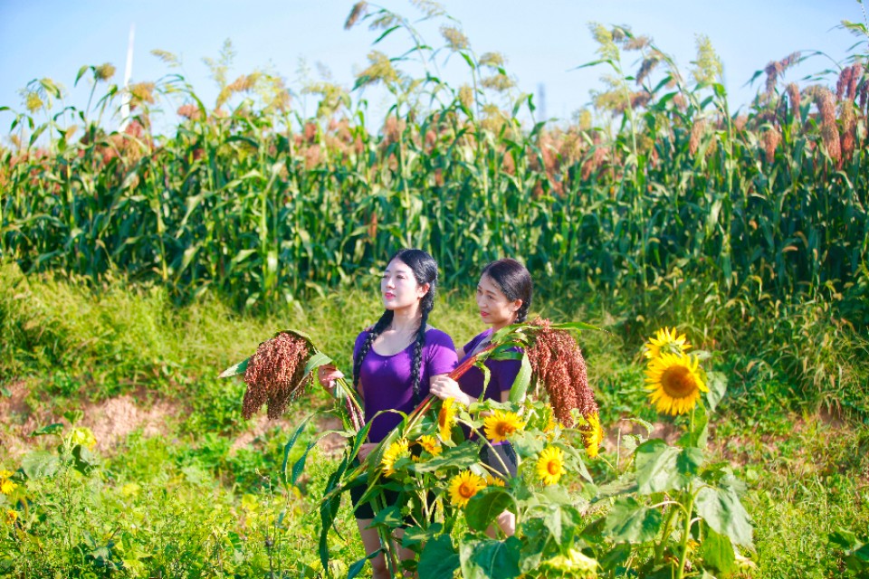 陕州区张茅乡：5000亩高粱红了,好似无际飘来的晚霞