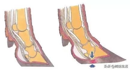奶牛瘫痪症诊断,奶牛跛行的早期发现及五步修蹄法