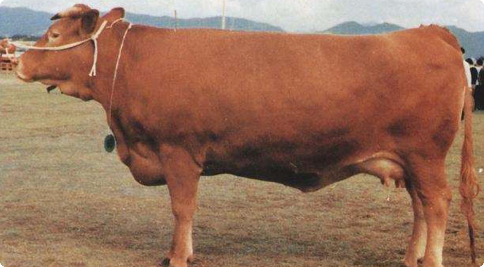 什么品种的牛肉是和牛,顶级和牛与普通牛肉有什么区别